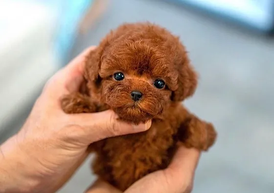 Toy Poodle